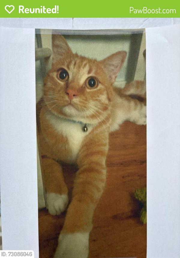 Reunited Male Cat last seen Ione St and Avalon Dr., Sacramento, CA 95864