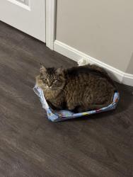 Reunited Male Cat last seen Gage St & Berkeley St, Worcester, MA 01605