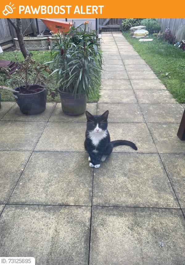 Found/Stray Unknown Cat last seen Gorton monastery, Greater Manchester, England 