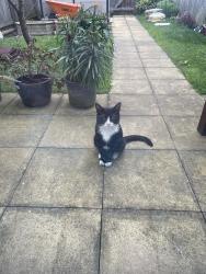 Found/Stray Unknown Cat last seen Gorton monastery, Greater Manchester, England 