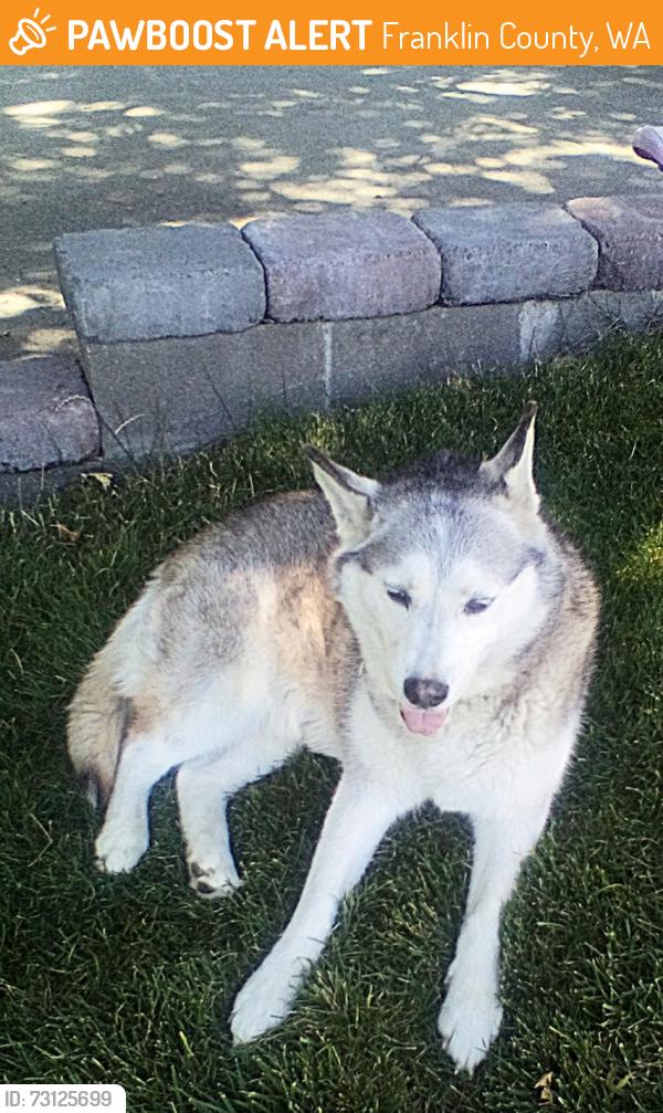 Found/Stray Female Dog last seen Sagemoor/ Cottonwood, Franklin County, WA 99301