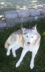 Found/Stray Female Dog last seen Sagemoor/ Cottonwood, Franklin County, WA 99301