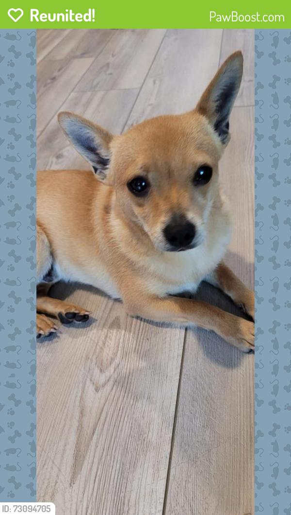 Reunited Male Dog last seen Hulen st and old Cleburne, Fort Worth, TX 76036