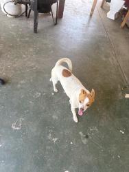 Found/Stray Male Dog last seen N Humboldt ave, Fresno, CA 93728