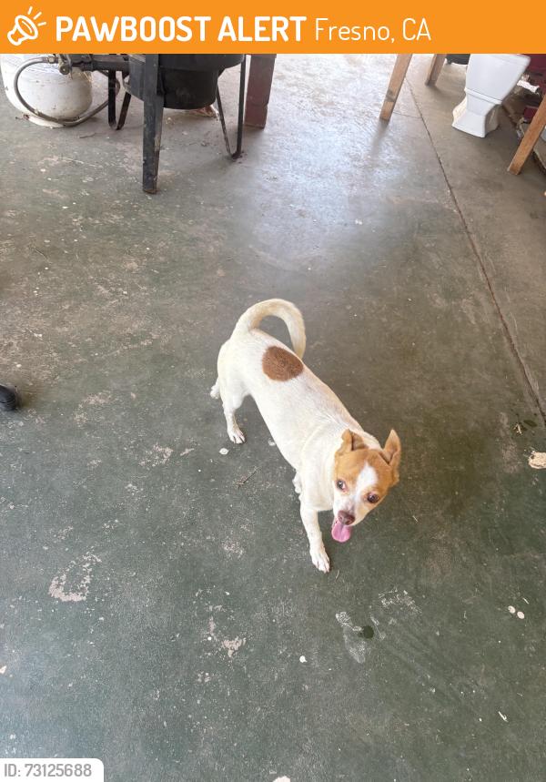 Found/Stray Male Dog last seen N Humboldt ave, Fresno, CA 93728