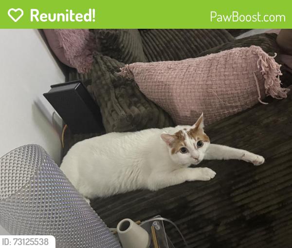 Reunited Male Cat last seen Silver Dr, Santa Ana, CA 92703, USA, Santa Ana, CA 92703