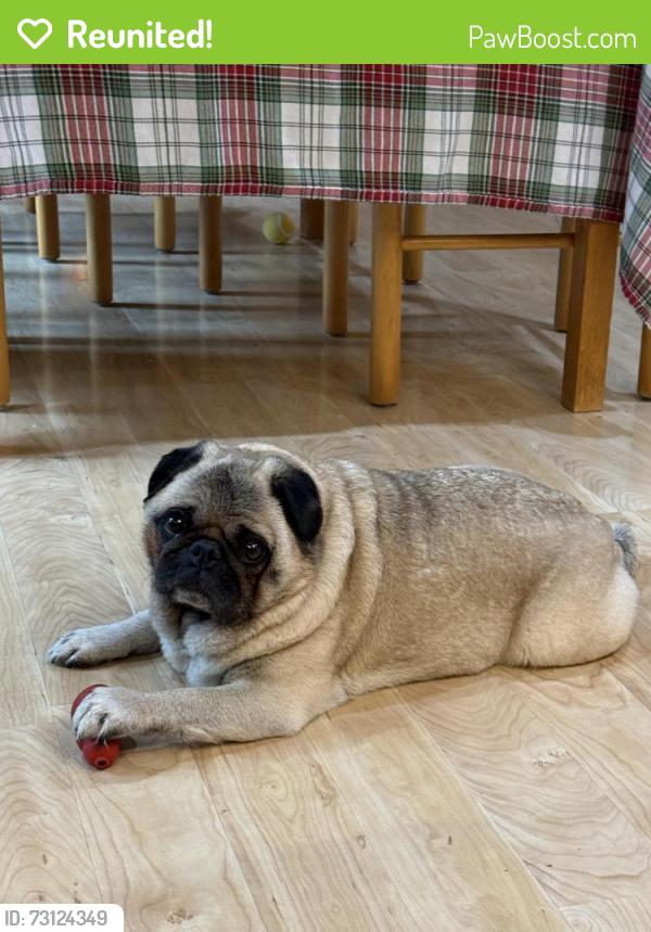 Reunited Male Dog last seen Lattawood Park in Whispering Heights Neighborhood, Bellevue, WA 98006