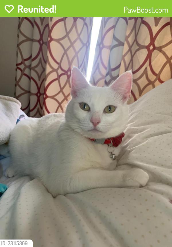 Reunited Female Cat last seen Arroyo park dr &’ arroyo ave, Pomona, CA 91768