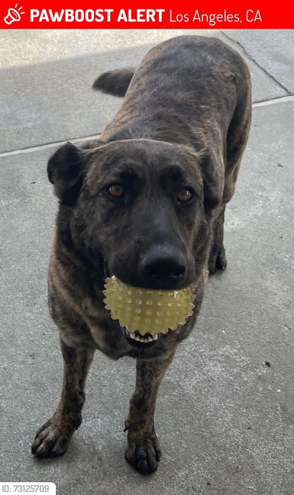 Lost Female Dog last seen 21st and 5th Ave, Los Angeles, CA 90018