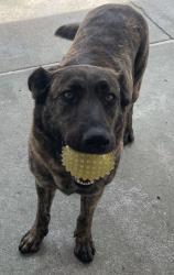 Lost Female Dog last seen 21st and 5th Ave, Los Angeles, CA 90018