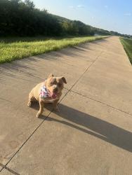 Lost Male Dog last seen De lollis dr, Grand Prairie, TX 75052
