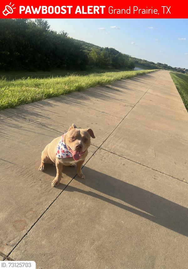 Lost Male Dog last seen De lollis dr, Grand Prairie, TX 75052