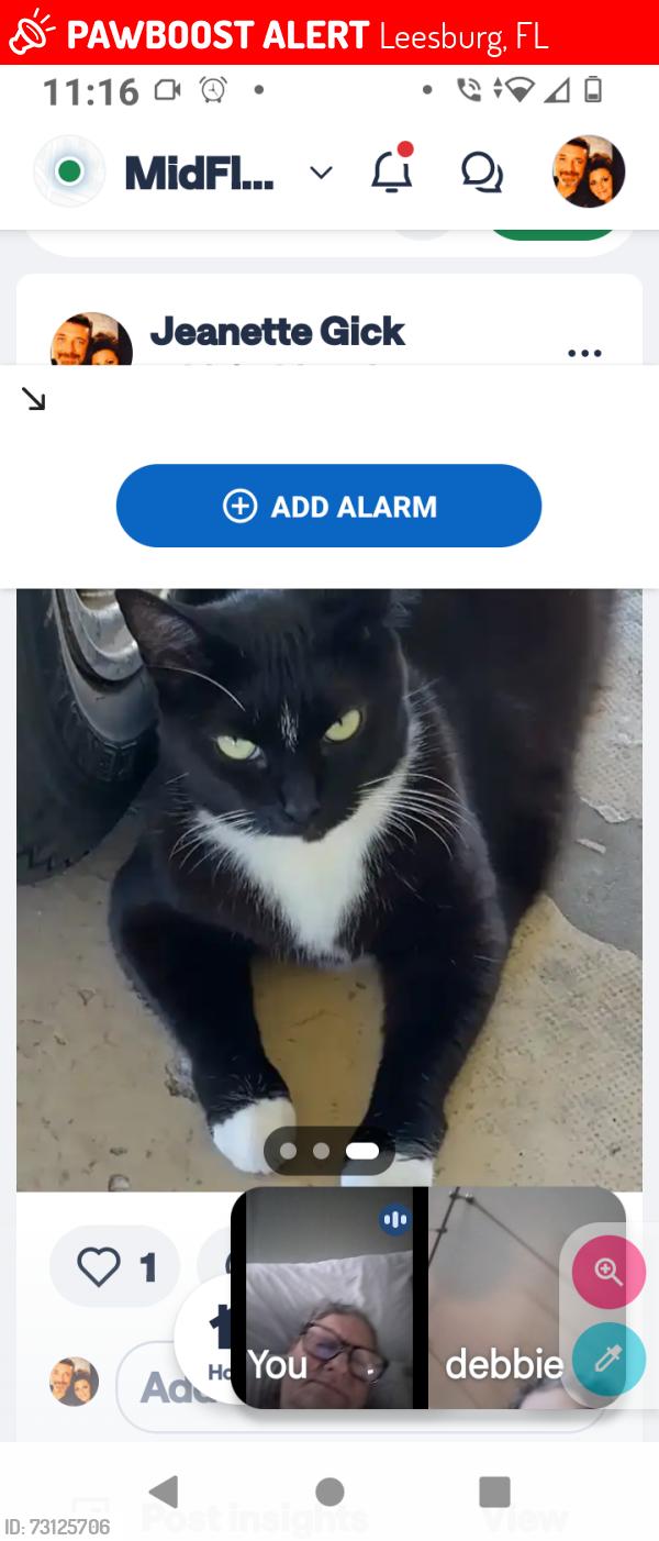 Lost Female Cat last seen S. Lake Dr. Leesburg Mid Florida Lakes, Leesburg, FL 34788