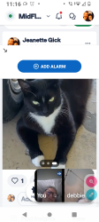 Lost Female Cat last seen S. Lake Dr. Leesburg Mid Florida Lakes, Leesburg, FL 34788