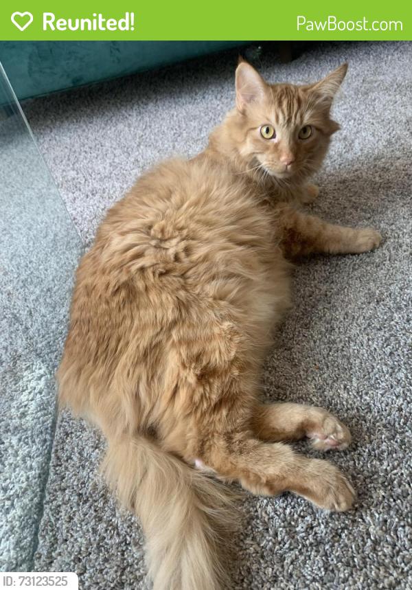 Reunited Male Cat last seen Washington Square, Philadelphia, PA 19105