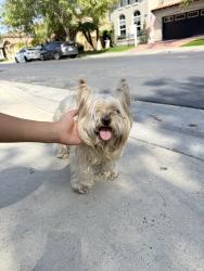 Reunited Male Dog last seen Meeks Bay Dr, Chula Vista, CA 91913, USA, Chula Vista, CA 91913