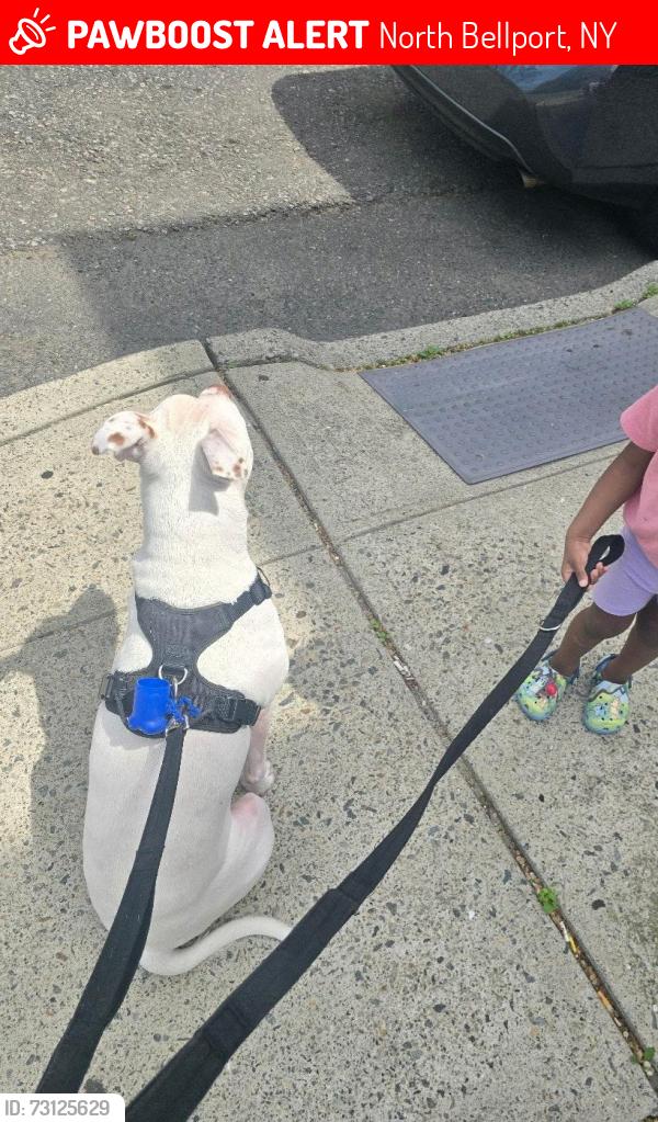 Lost Male Dog last seen Montauk hwy Bellport NY, North Bellport, NY 11713