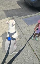 Lost Male Dog last seen Montauk hwy Bellport NY, North Bellport, NY 11713