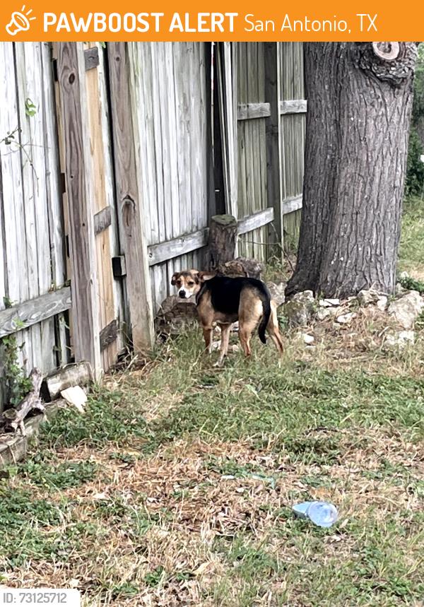 Found/Stray Unknown Dog last seen Buddy caulk trailhead on babcock, San Antonio, TX 78249