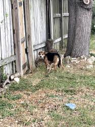 Found/Stray Unknown Dog last seen Buddy caulk trailhead on babcock, San Antonio, TX 78249