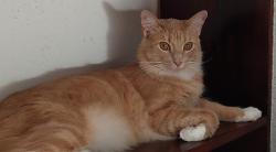 Reunited Male Cat last seen Blanco Rd, San Antonio, TX 78248