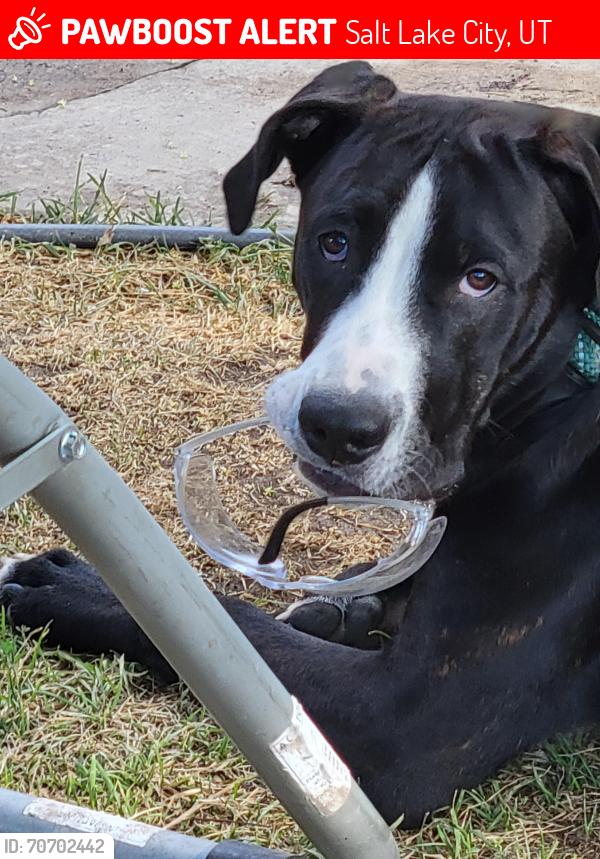 Lost Male Dog last seen 5th South & redwood, Salt Lake City, UT 84104