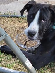 Lost Male Dog last seen 5th South & redwood, Salt Lake City, UT 84104