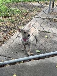Found/Stray Female Dog last seen Pic n pac, Marion, TX 78124