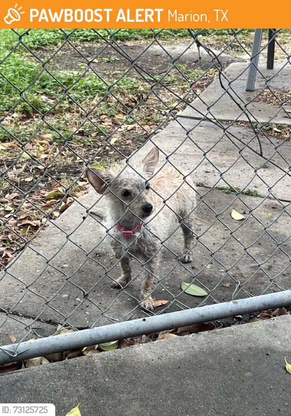 Found/Stray Female Dog last seen Pic n pac, Marion, TX 78124