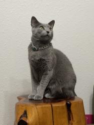 Lost Male Cat last seen Manchester Dr and Cambridge Dr, Nutley, NJ 07110