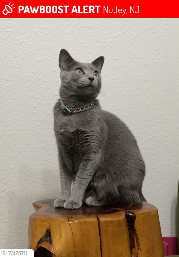 Lost Male Cat last seen Manchester Dr and Cambridge Dr, Nutley, NJ 07110