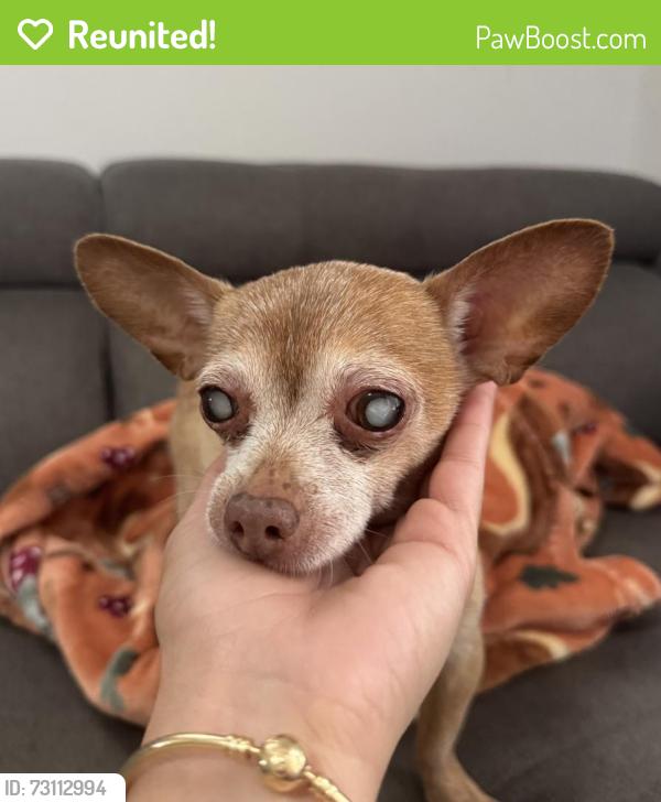 Reunited Male Dog last seen Near nw 59th Ave Hialeah, fl 33015, Hialeah, FL 33015