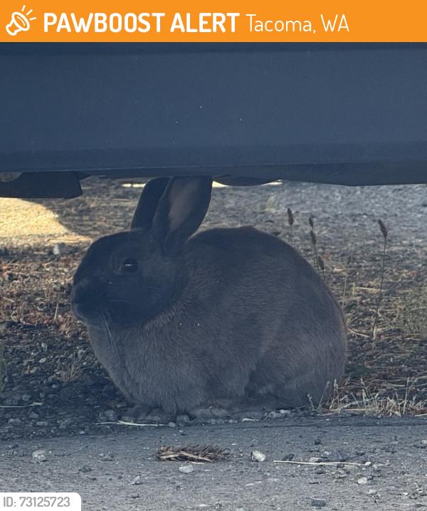 Found/Stray Unknown Rabbit last seen N Tyler St and N 33rd St, Tacoma, WA 98407