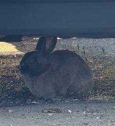 Found/Stray Unknown Rabbit last seen N Tyler St and N 33rd St, Tacoma, WA 98407