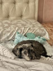 Reunited Male Dog last seen Knights Court and Thompson Ferry, Sugar Land, TX 77479