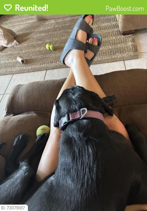 Reunited Female Dog last seen Antioch, Antioch, CA 94509