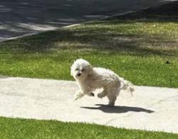 Reunited Unknown Dog last seen Lorraine and 5th, Los Angeles, CA 90010