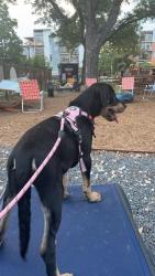 Reunited Female Dog last seen Seascape/seaworld, San Antonio, TX 78251