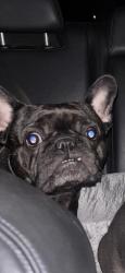 Reunited Female Dog last seen Near E St, Antioch, CA 94509, USA, Antioch, CA 94509