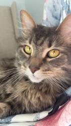Lost Male Cat last seen Isaac Tharp St, Pataskala, OH 43062
