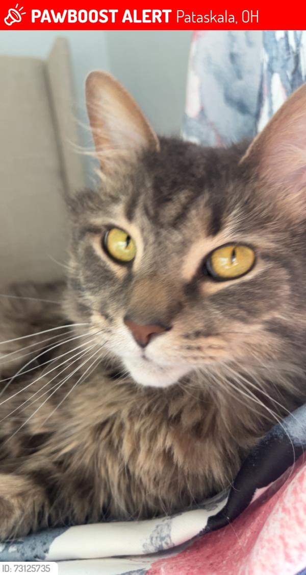 Lost Male Cat last seen Isaac Tharp St, Pataskala, OH 43062
