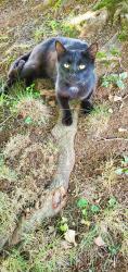 Found/Stray Male Cat last seen Rotary Park Johnson City, Johnson City, TN 37601