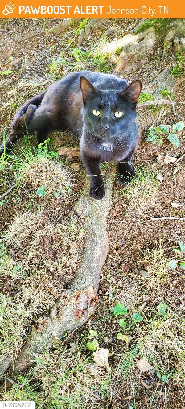 Found/Stray Male Cat last seen Rotary Park Johnson City, Johnson City, TN 37601