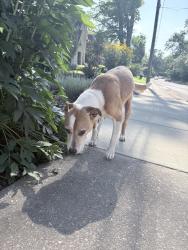 Reunited Male Dog last seen Montevallo road, Mountain Brook, AL 35213