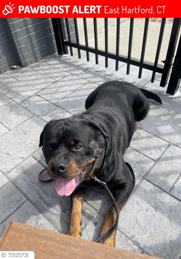 Lost Male Dog last seen Central ave and elm st, East Hartford, CT 06108