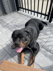 Lost Male Dog last seen Central ave and elm st, East Hartford, CT 06108