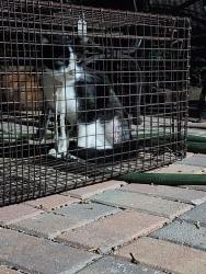 Reunited Male Cat last seen Fish Creek and Wimbledon, Arlington, TX 76017