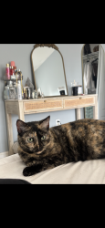 Lost Female Cat last seen Near Oakleigh Ct Tallahassee, FL 32312 United States, Tallahassee, FL 32312