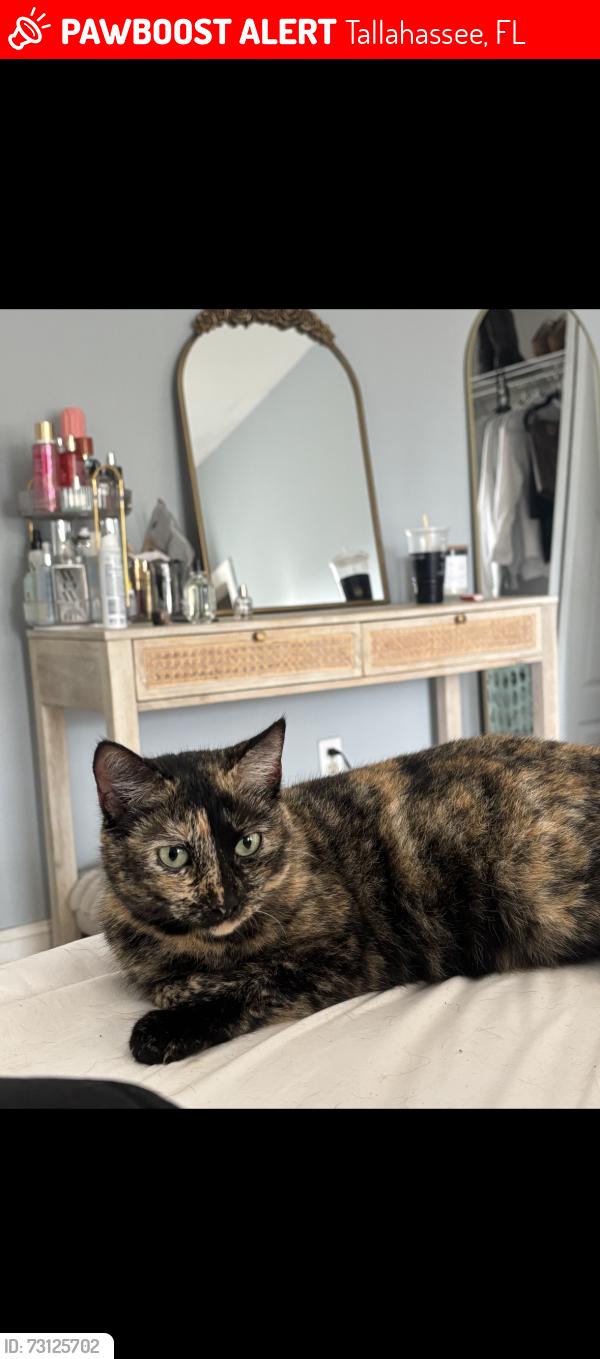 Lost Female Cat last seen Near Oakleigh Ct Tallahassee, FL 32312 United States, Tallahassee, FL 32312