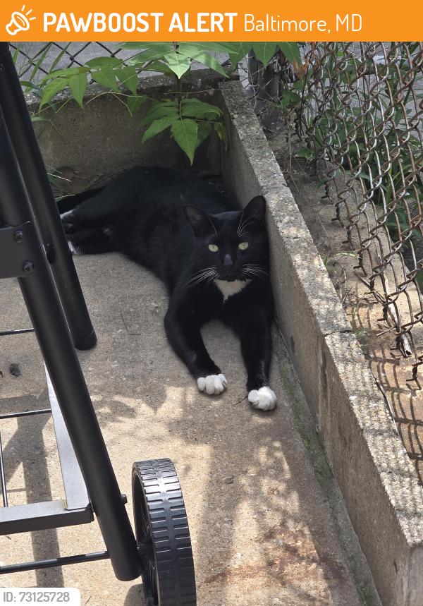 Found/Stray Male Cat last seen North Curley St. Between Monument and East Madison, Baltimore, MD 21205